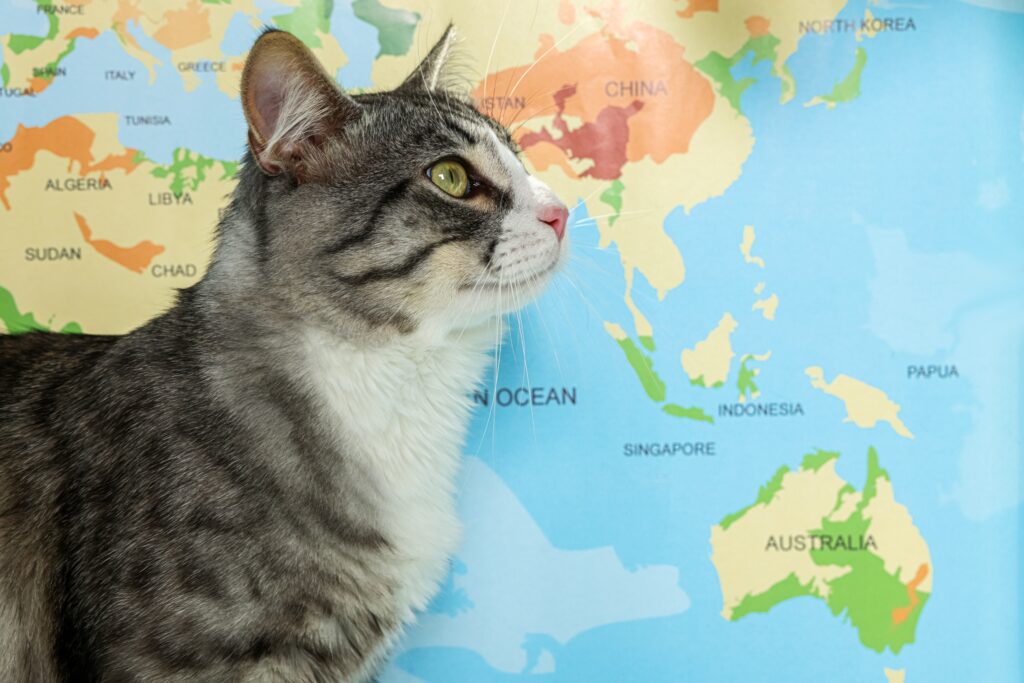 Το Ecology Global Network καταγράφει τις γάτες στον πλανήτη - Ποιες χώρες έχουν τις πιο πολλές