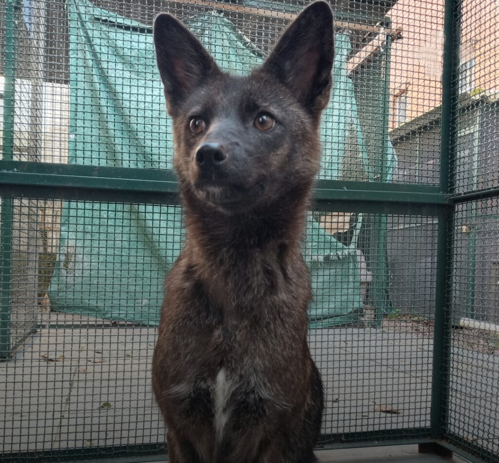 Το πρώτο υβρίδιο σκύλου-αλεπούς εντοπίστηκε στη Βραζιλία
