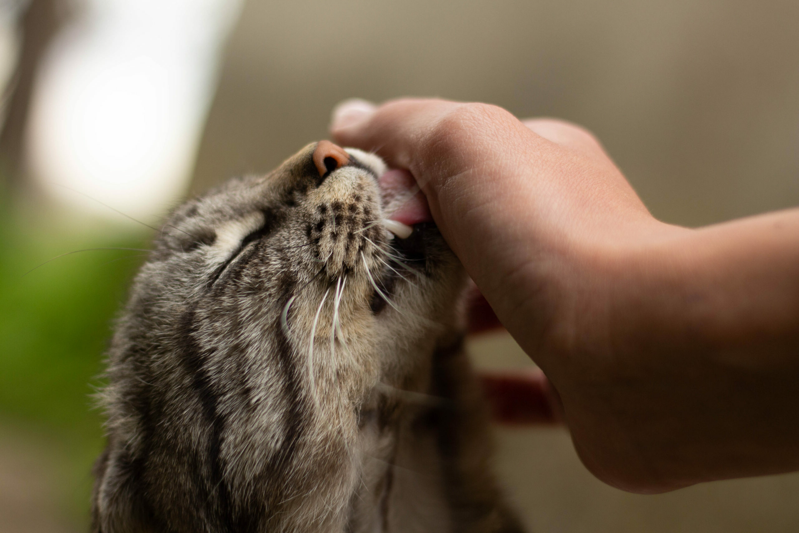 Cat Lick Cock