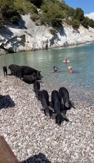 Pigs Swimming Together With Humans In The Ionian Sea picts videos 