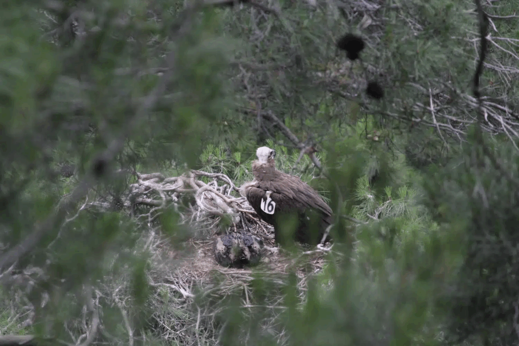 Επιστρέφει και πάλι μετά τις καταστροφικές φωτιές ο Μαυρόγυπας στο πάρκο Δαδιάς 4 %CE%9C%CE%B1%CF%85%CF%81%CF%8C%CE%B3%CF%85%CF%80%CE%B1%CF%82 %CF%83%CF%84%CE%B7 %CE%A6%CF%89%CE%BB%CE%B9%CE%AC %CE%A0%CE%AD%CF%84%CF%81%CE%BF%CF%82 %CE%9C%CF%80%CE%B1%CE%BC%CF%80%CE%AC%CE%BA%CE%B1%CF%82