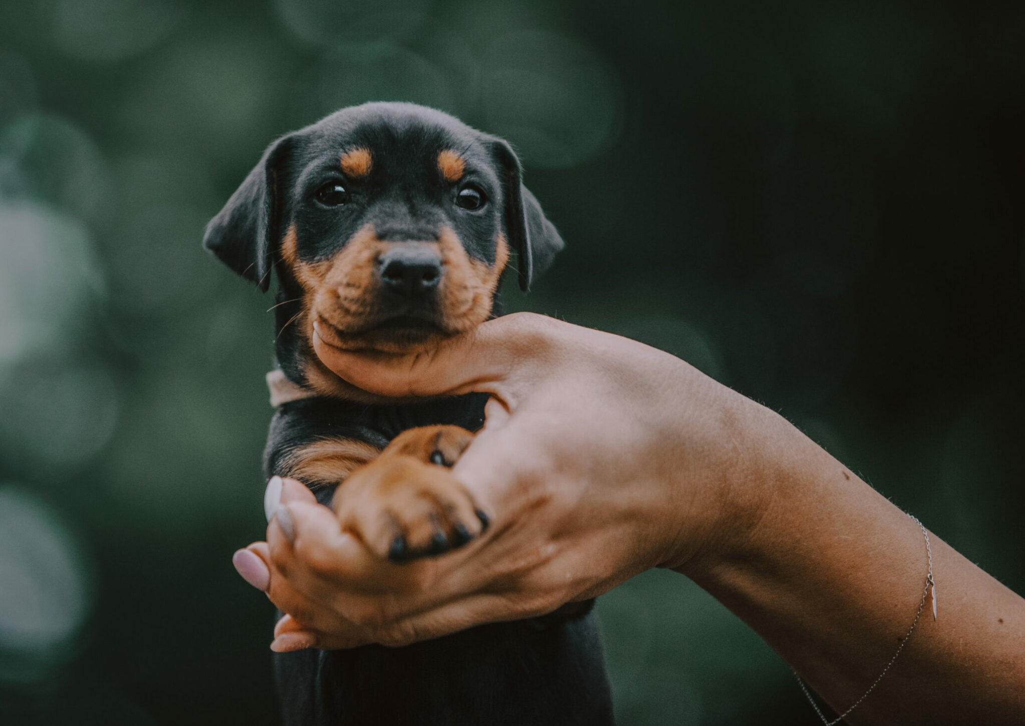 ανθρώπινο χέρι κρατάει σκύλο με μαύρα νύχια