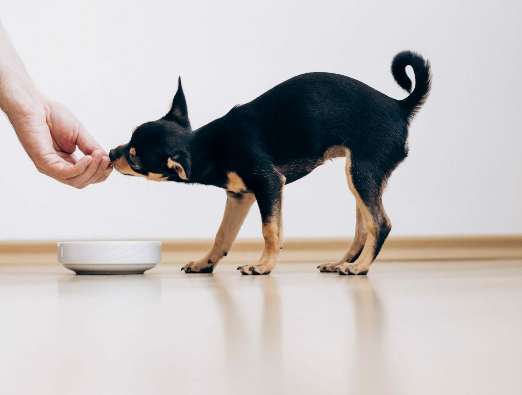 ανθρώπινο χέρι δίνει σε σκύλο να φάει σνακ