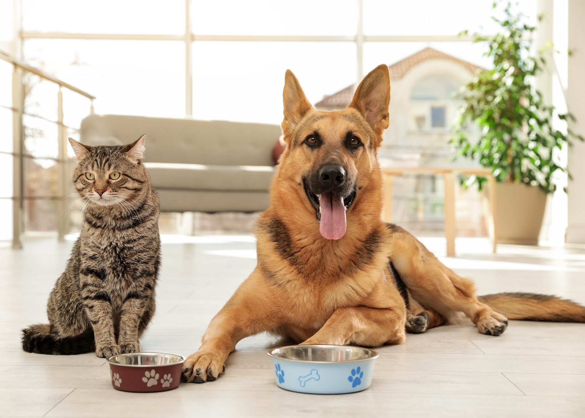 σκύλος και γάτα τρώνε από μπολ