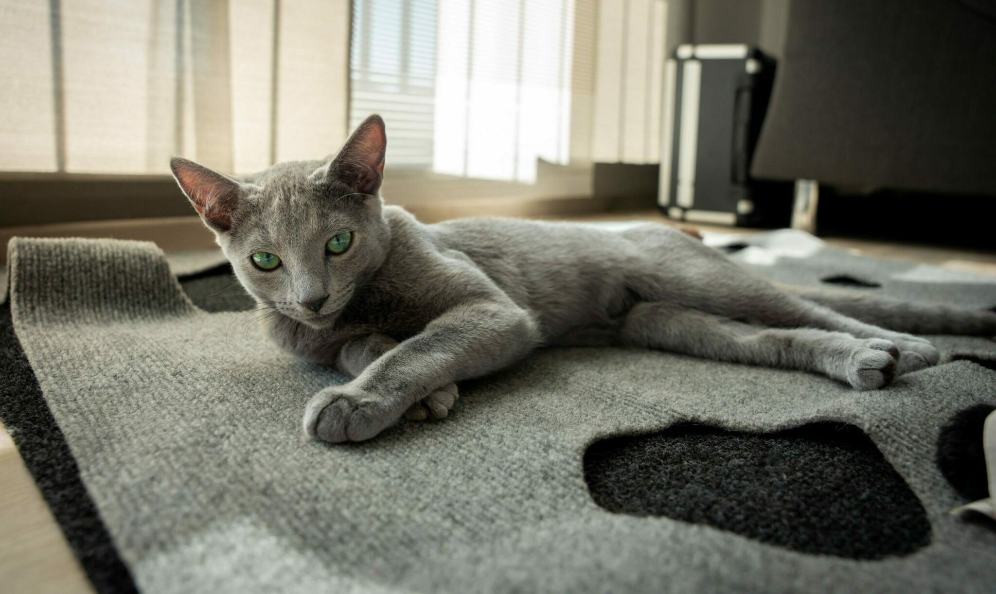 γκρι Russian Blue γάτα κάθεται σε γκρι χαλί