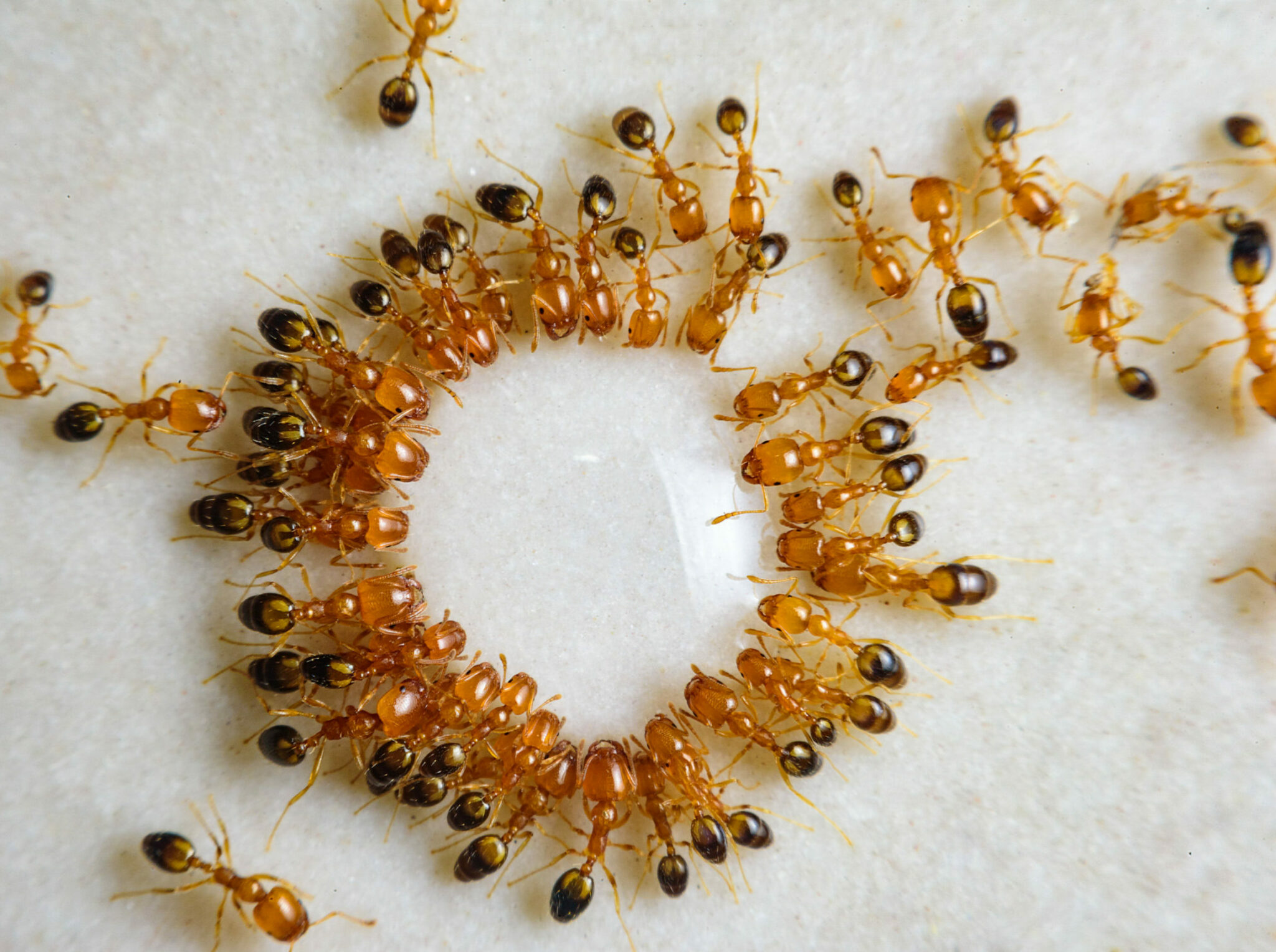 Η σπειροειδής πορεία θανάτου των μυρμηγκιών