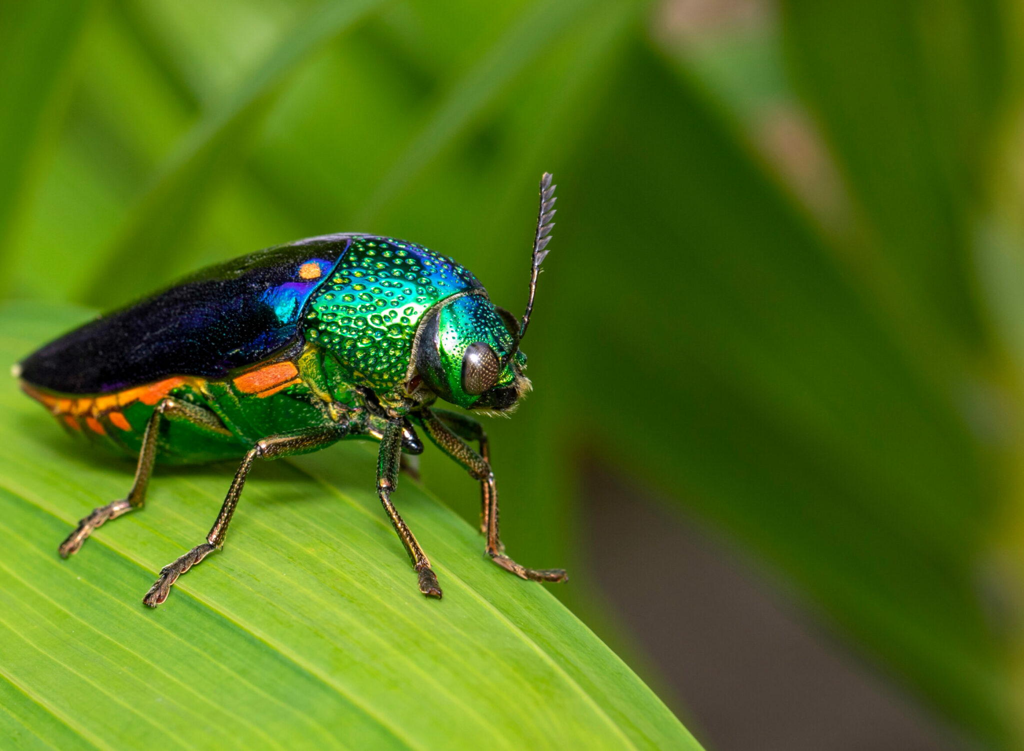 πολύχρωμο σκαθάρι πάνω σε φύλλο