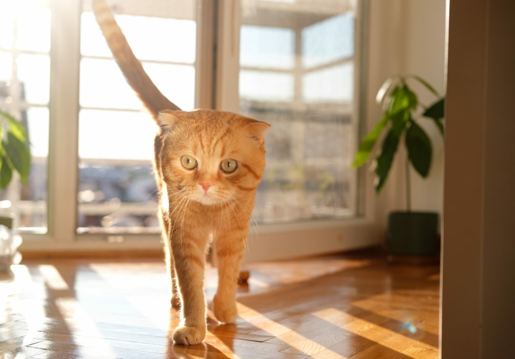 γάτα περπατάει μόνη της σε ένα δωμάτιο σπιτιού