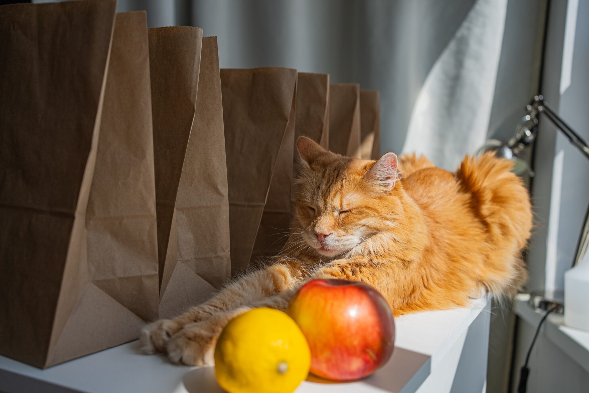 πορτοκαλί γάτα κάθεται πάνω στον πάγκο κουζίνας, δίπλα σε φρούτα