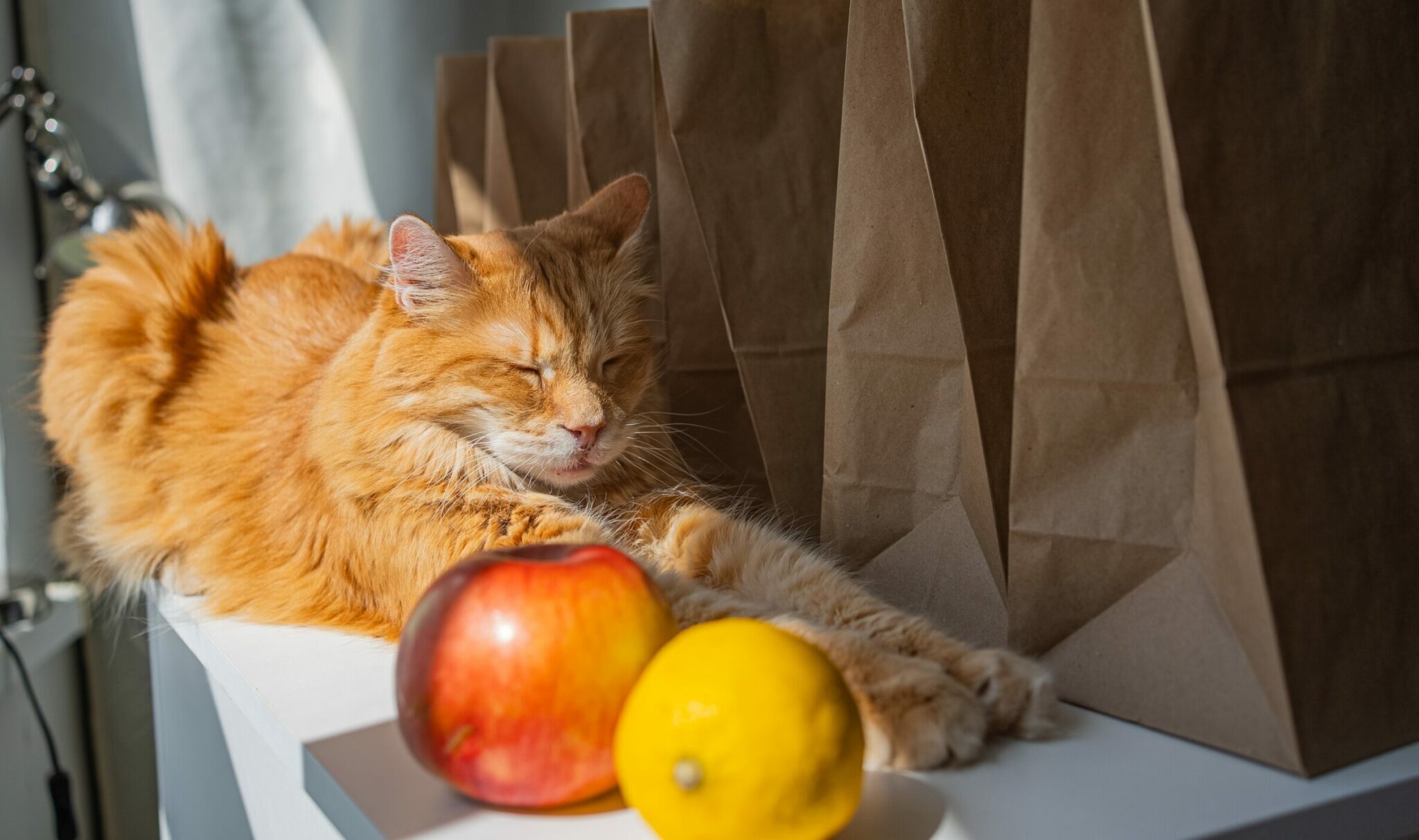 πορτοκαλί γάτα κάθεται πάνω στον πάγκο κουζίνας, δίπλα σε φρούτα