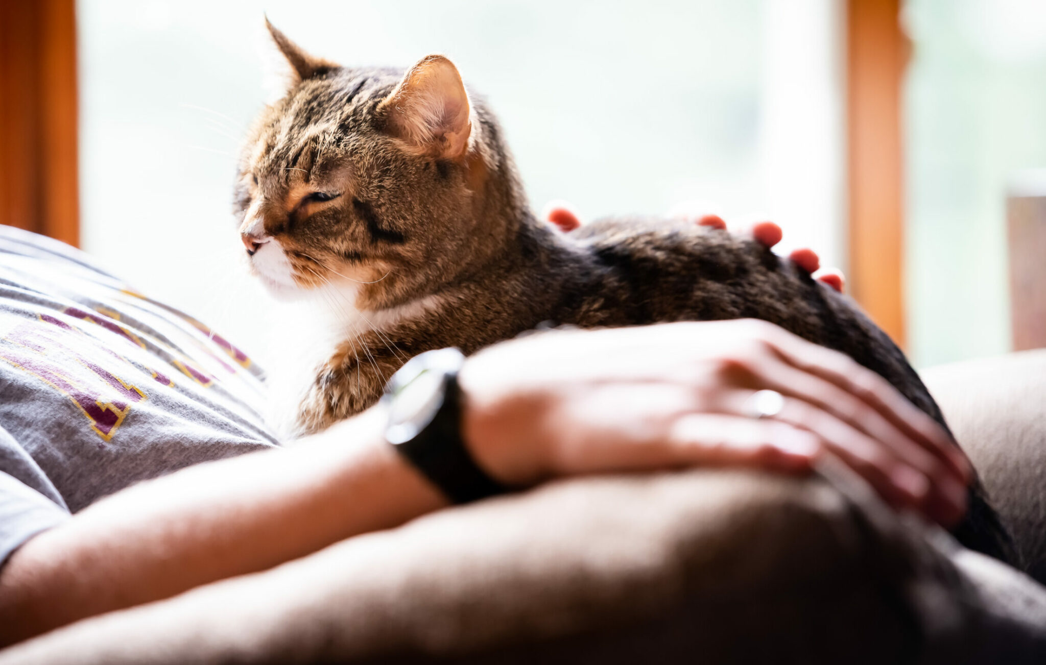 γάτα κάθεται πάνω στον κηδεμόνα της, κοντά σε παράθυρο