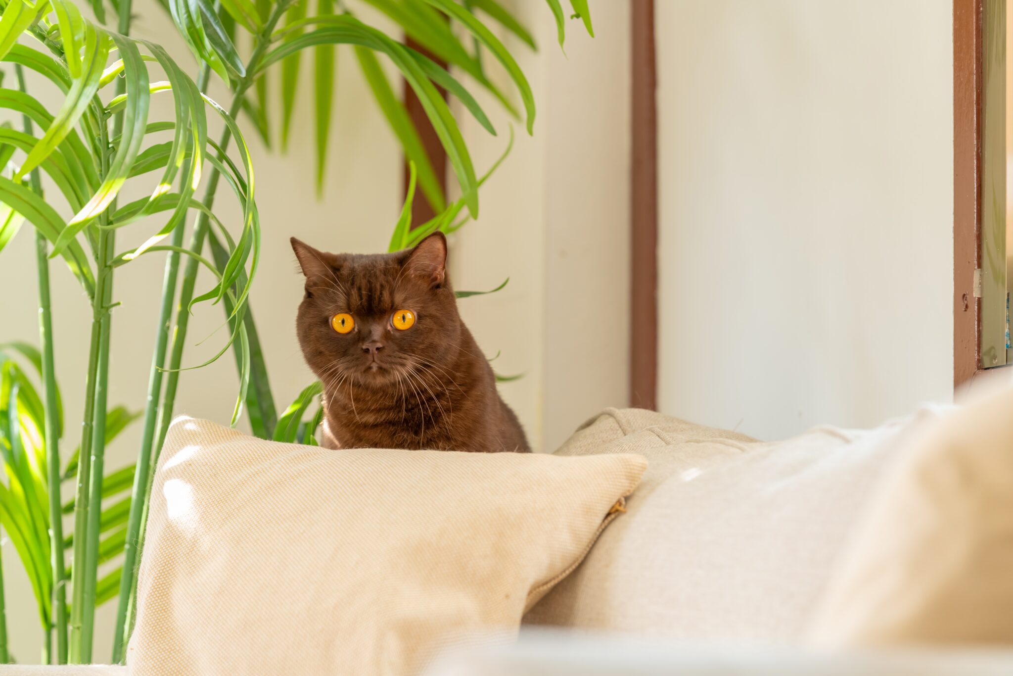 καφέ γάτα με πορτοκαλί κοιτάζει επίμονα