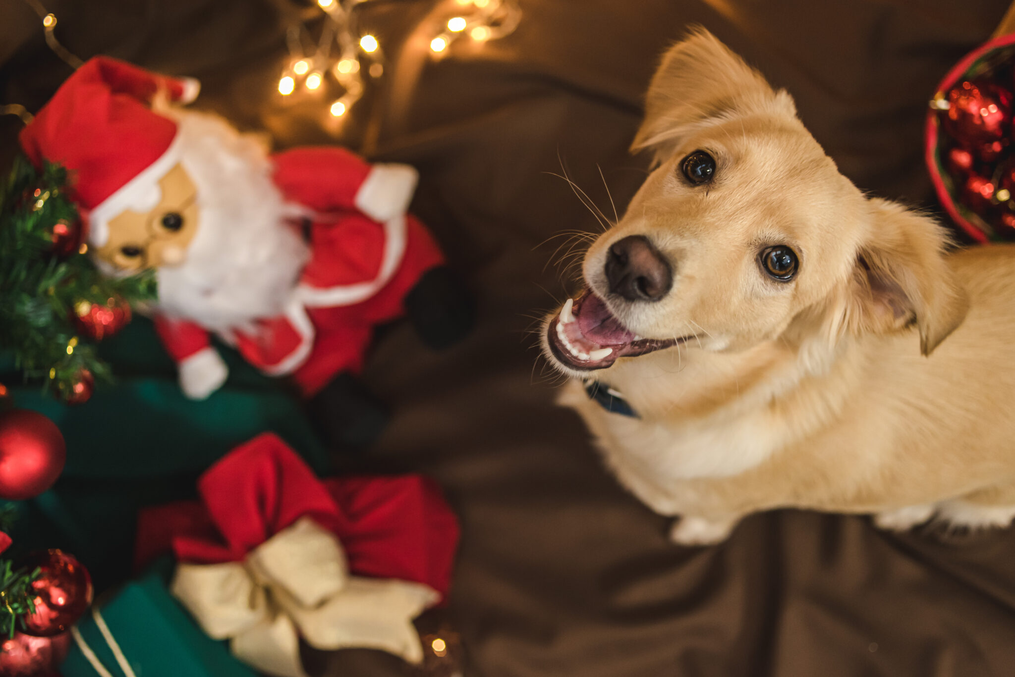 σκύλος δίπλα σε άγιο Βασίλη και χριστουγεννιάτικο δέντρο