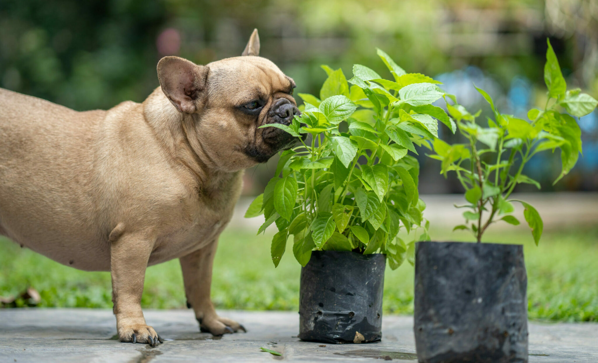 σκύλος μυρίζει βότανα