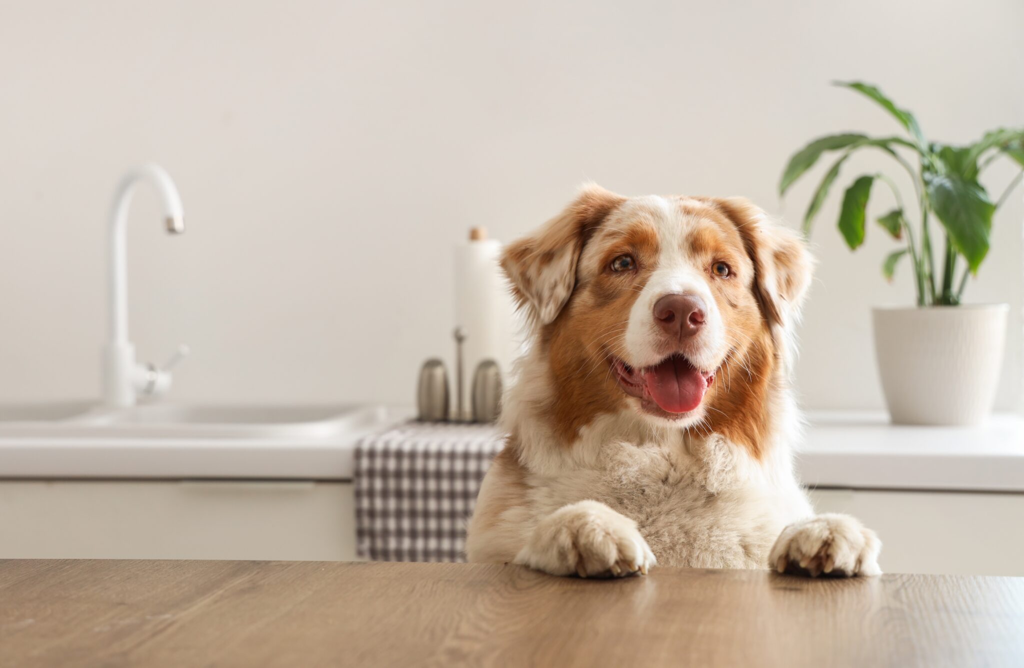 σκύλος ακουμπάει τα δύο μπροστινά του πόδια στον πάγκο της κουζίνας