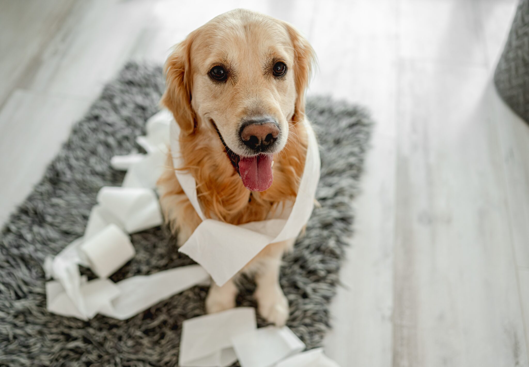 σκύλος τυλιγμένος με χαρτί υγείας θέλει να πάει τουαλέτα