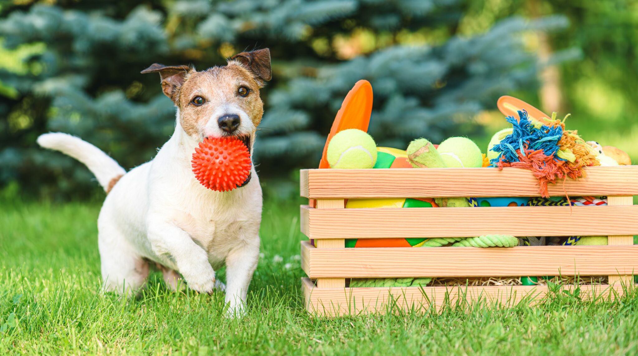 σκύλος με πορτοκαλί μπαλάκι και στο στόμα και παιχνίδια σε διάφορα χρώματα δίπλα του