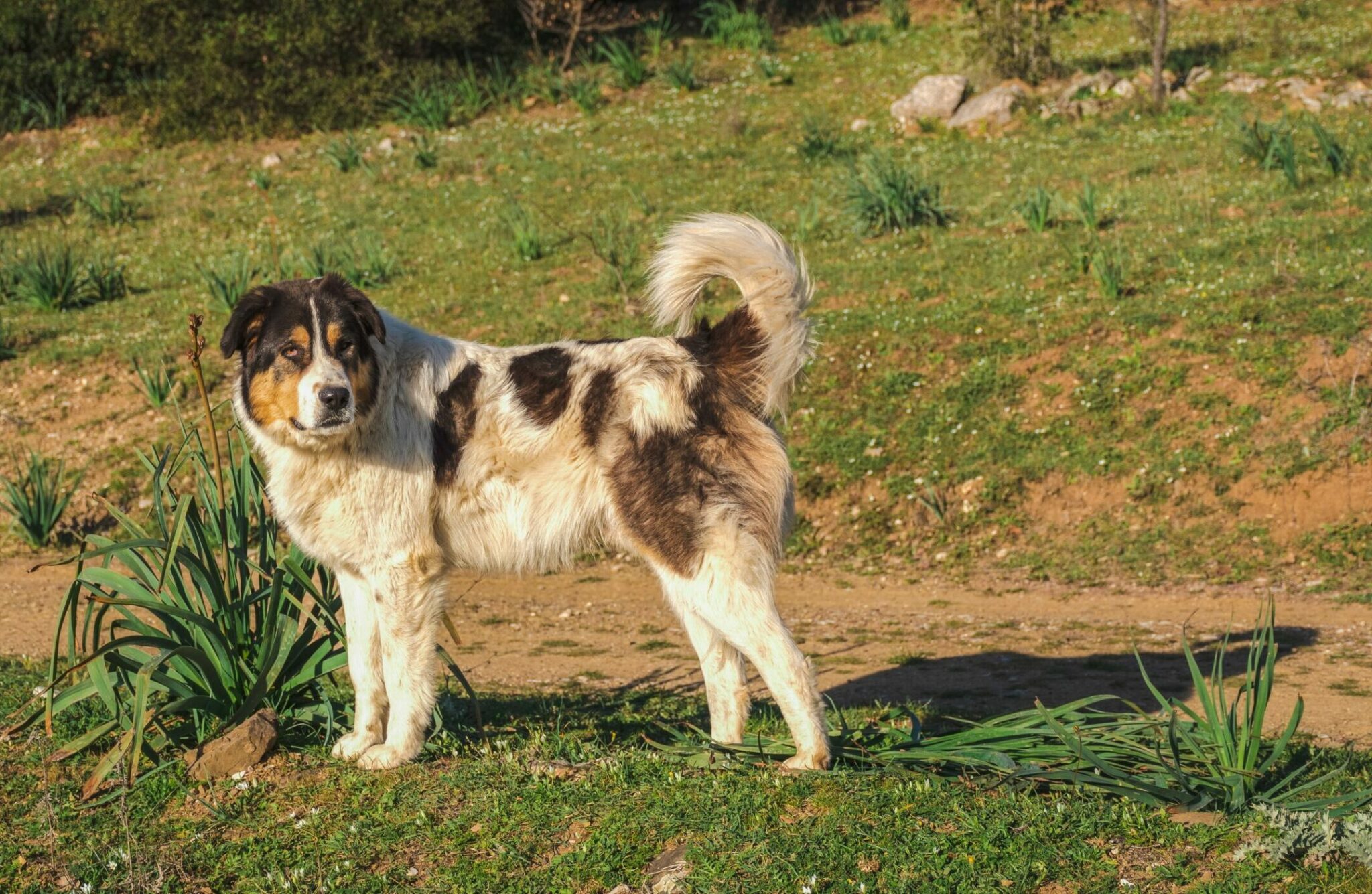Ελληνικός Ποιμενικός στην ελληνική ύπαιθρο