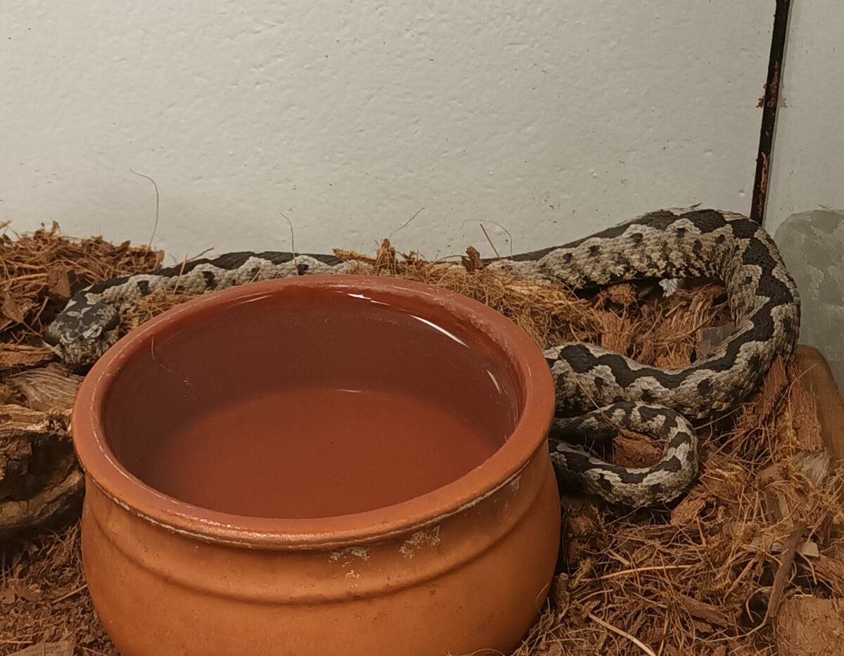 φίδι σε κτίριο στο Μαρούσι