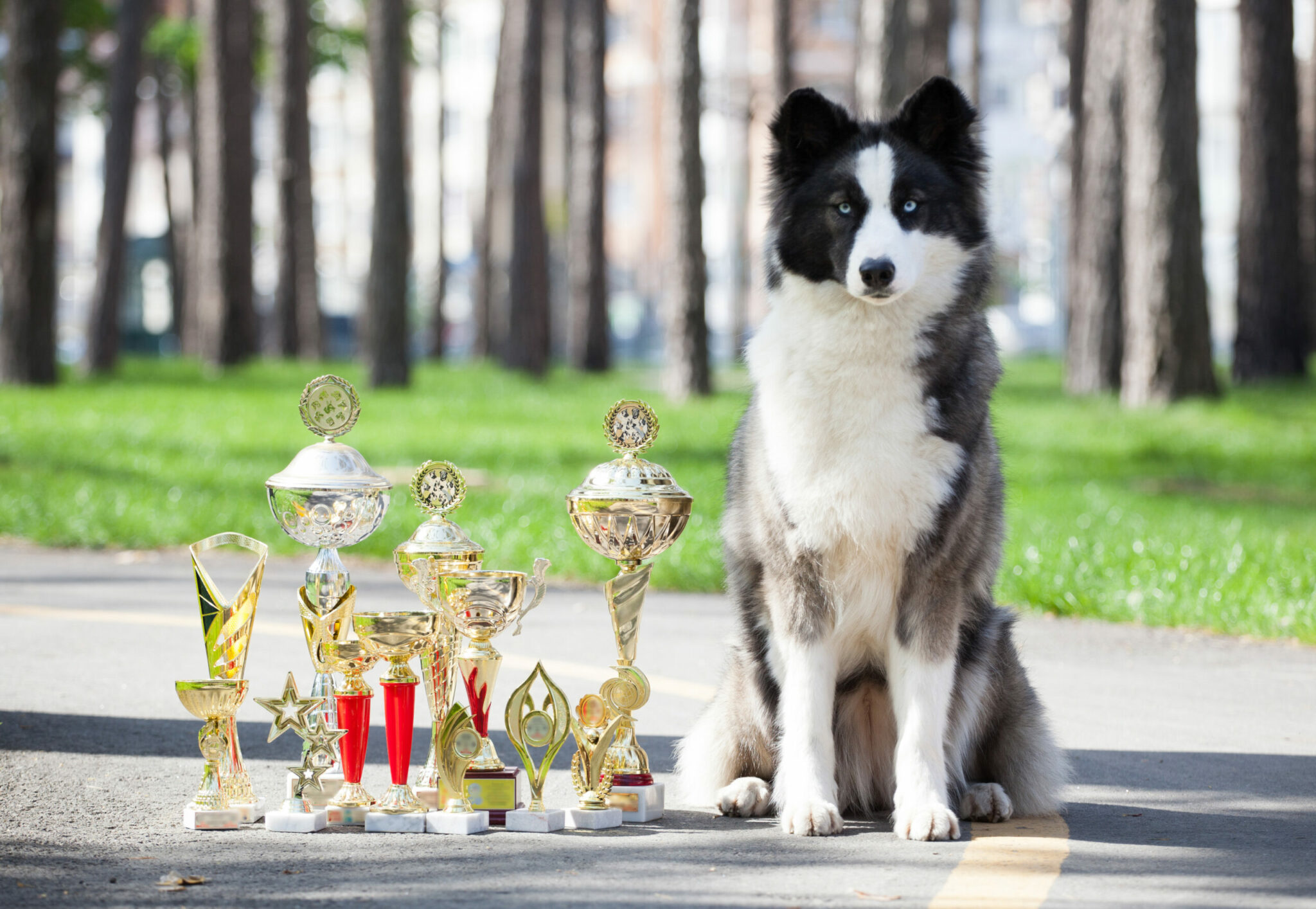 Σκύλος με βραβεία, Ρεκόρ Γκίνες