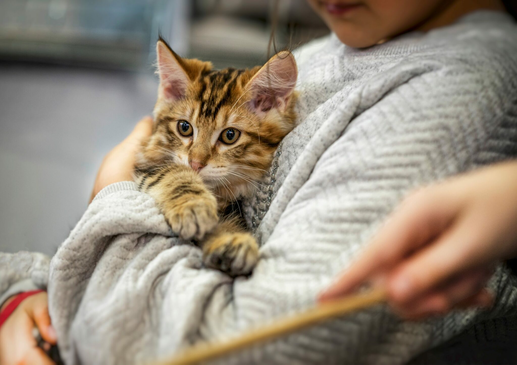 γάτα αγκαλιά σε γυναίκα