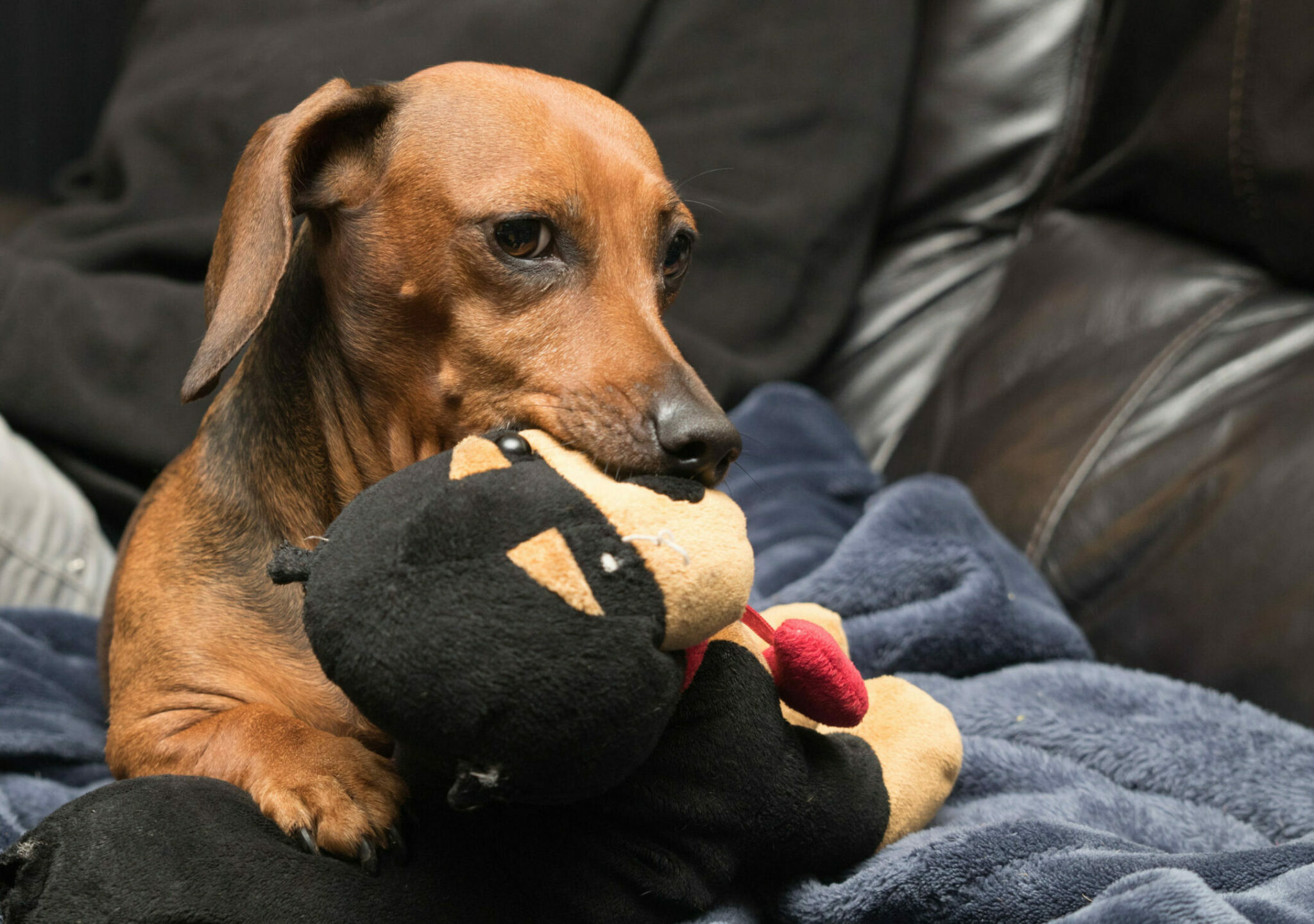 σκύλος που ζηλεύει, κάθεται στον καναπέ με ένα κουκλάκι στο στόμα του