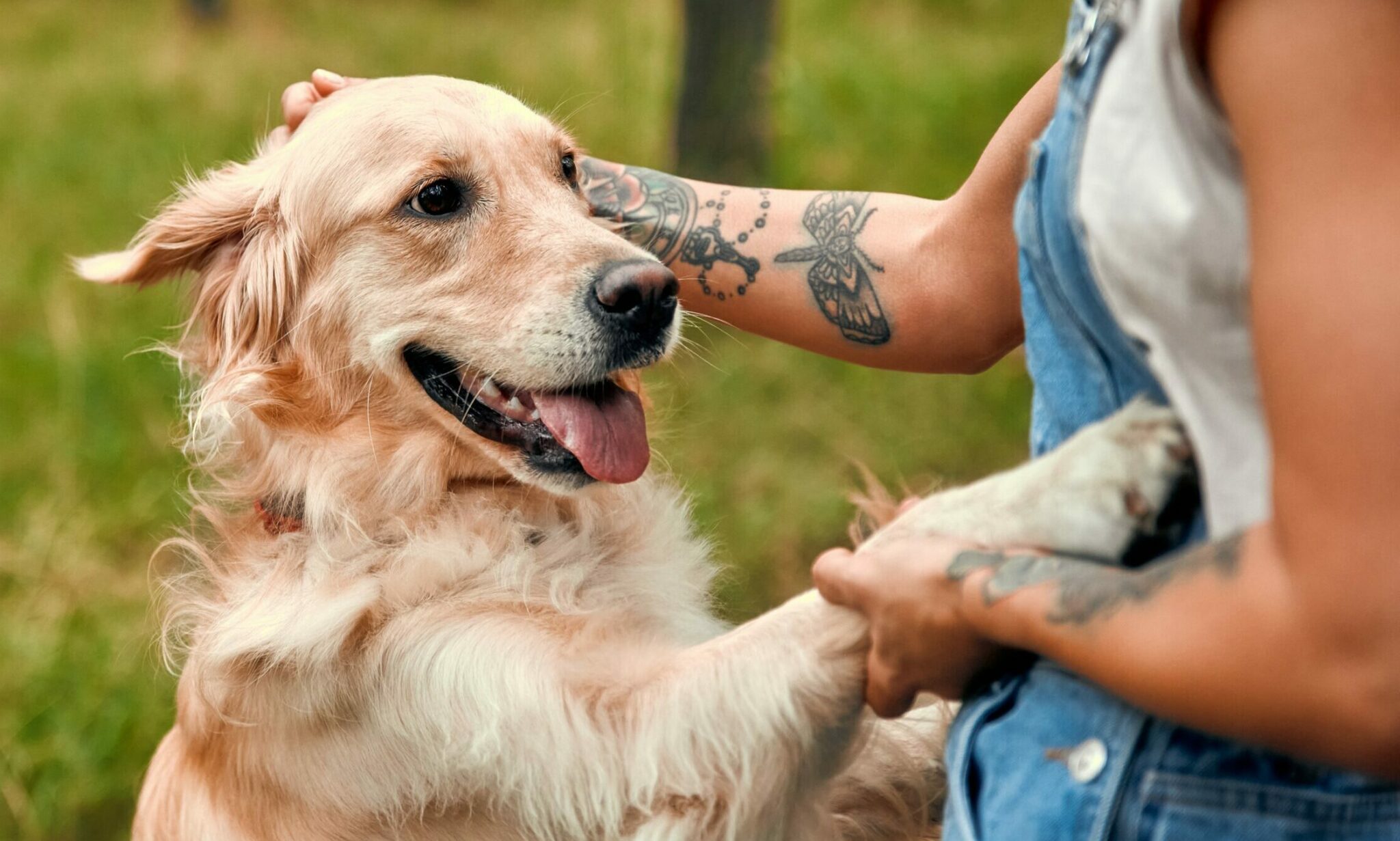 γυναίκα χαϊδεύει σκύλο στο κεφάλι