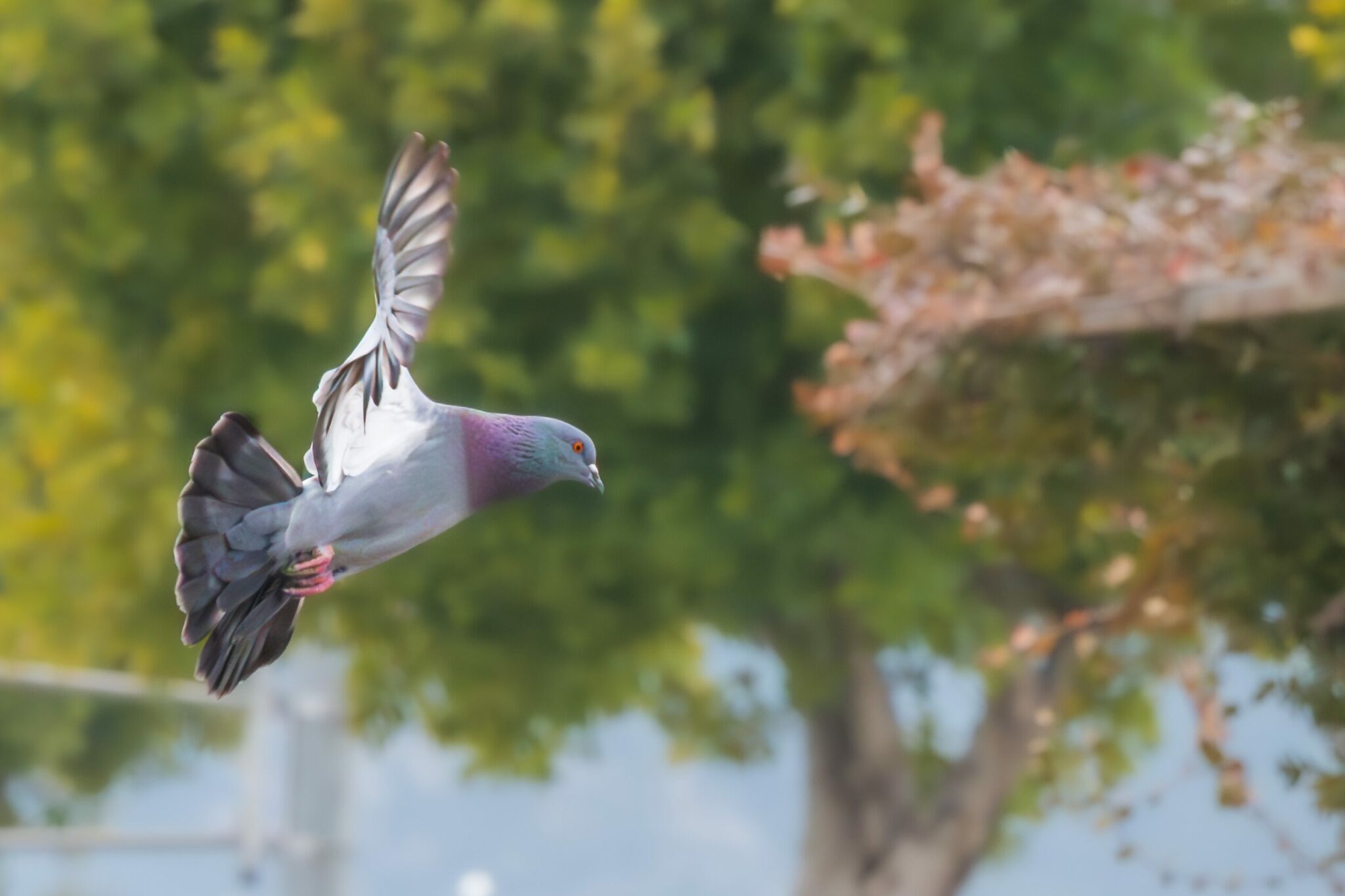περιστέρι που πετάει στον ουρανό
