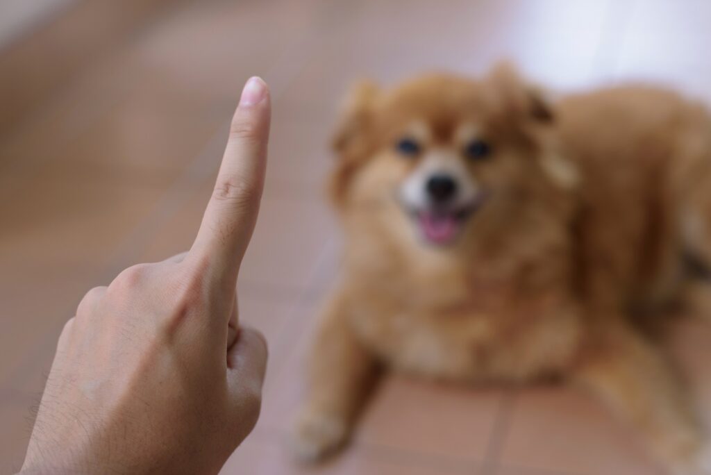 Γιατί δεν πρέπει να λέτε τη λέξη «όχι» στον σκύλο σας- Τι να κάνετε αντί για αυτό