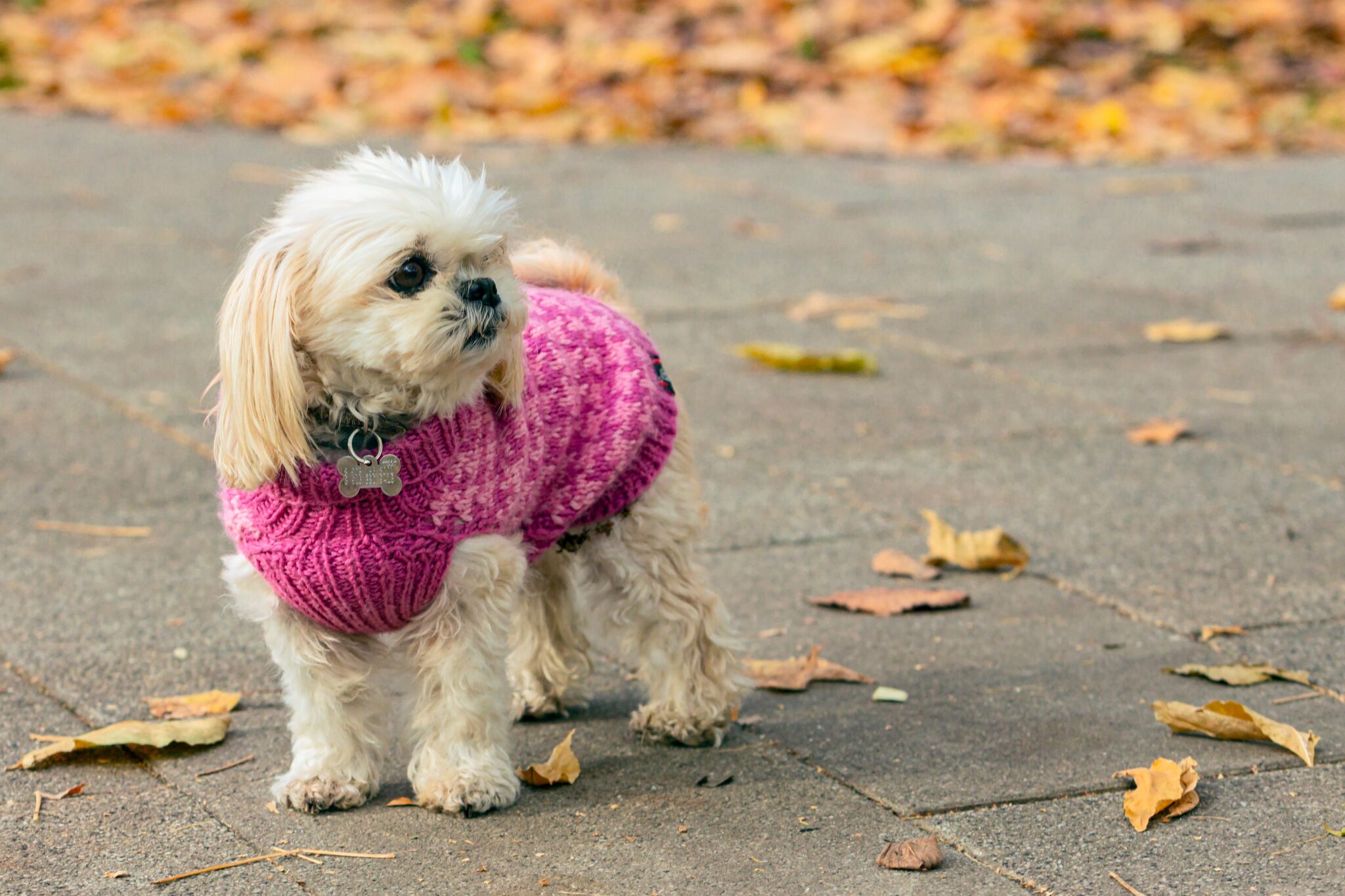 σκύλος με στιλάτο ζεστό ρούχο