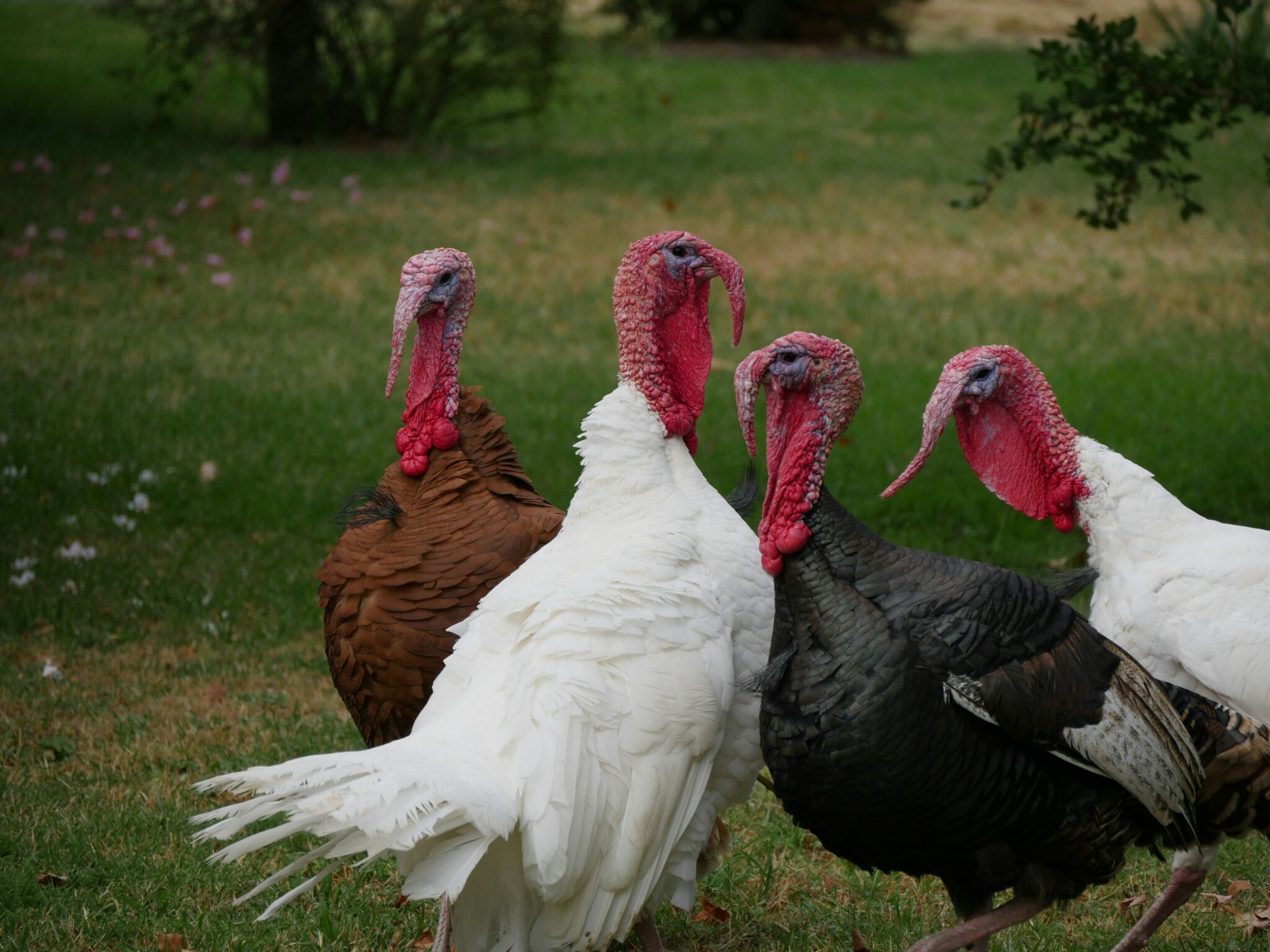 4 turkeys birds