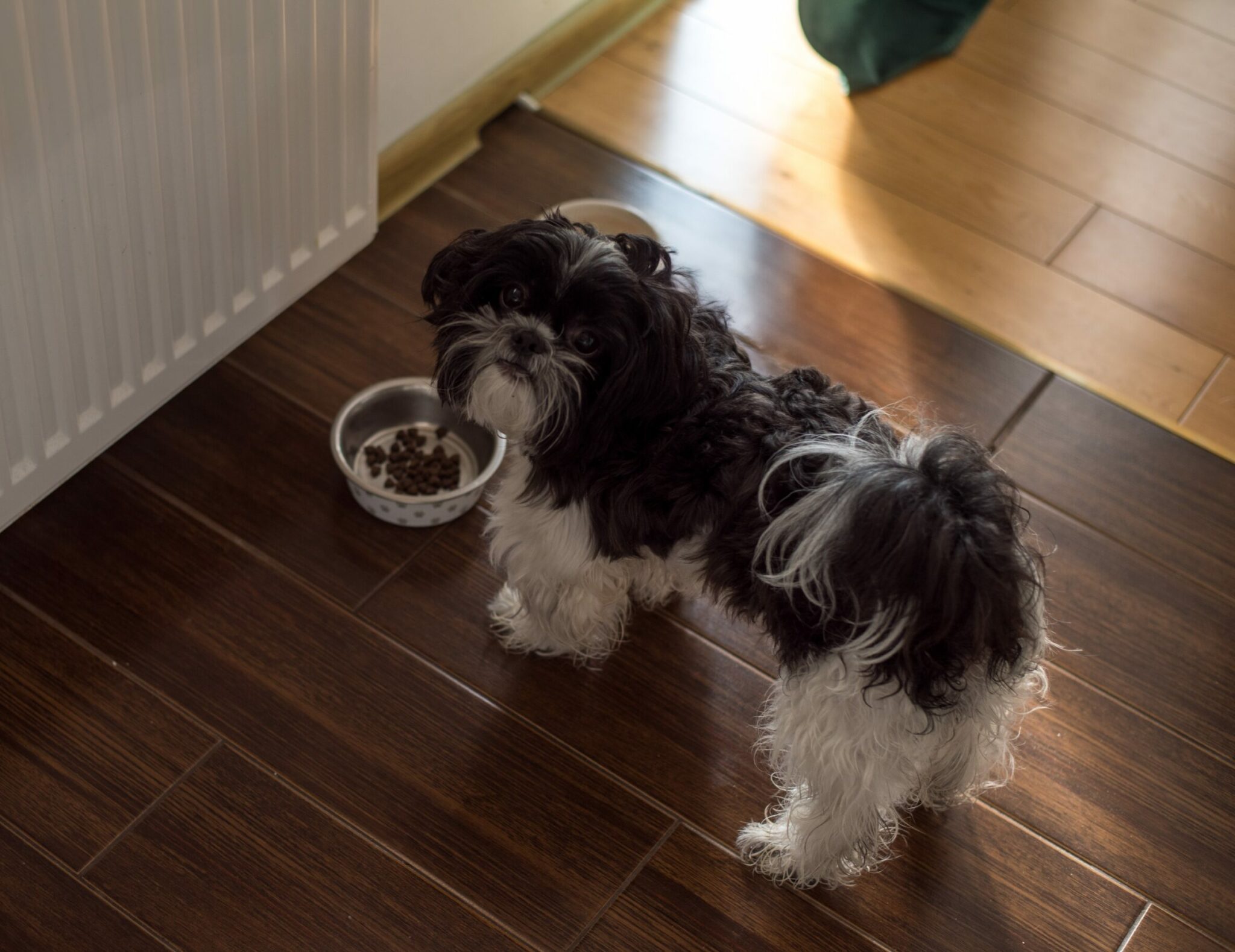 σκύλος τρώει το φαγητό του δίπλα στο καλοριφέρ