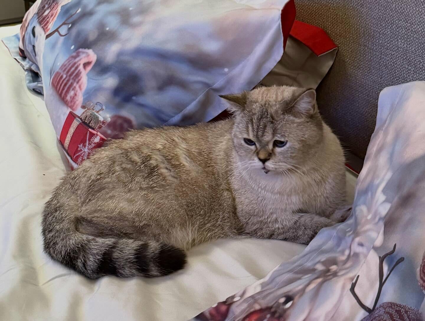 Ο Λάζαρος βρέθηκε