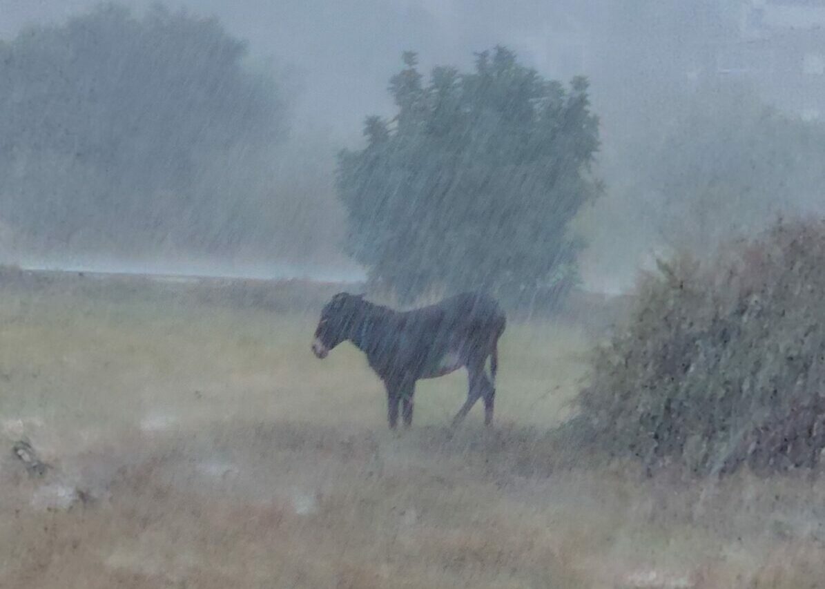 γαϊδουράκι δεμένο στην καταρρακτώδη βροχή