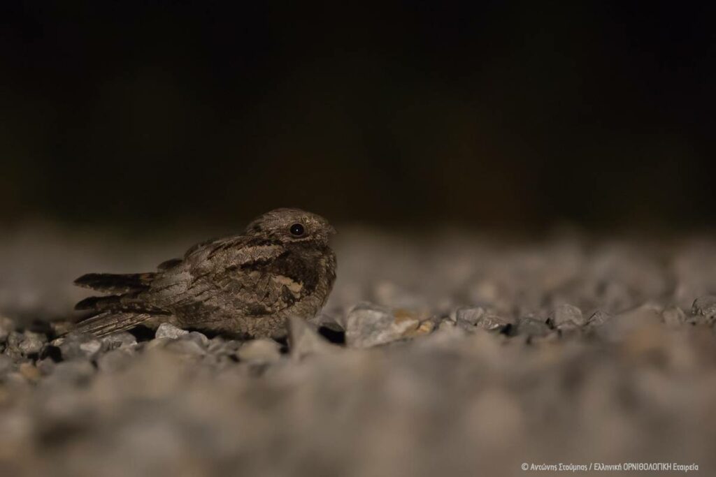 7 νυχτόβια πουλιά που ζουν στην Ελλάδα