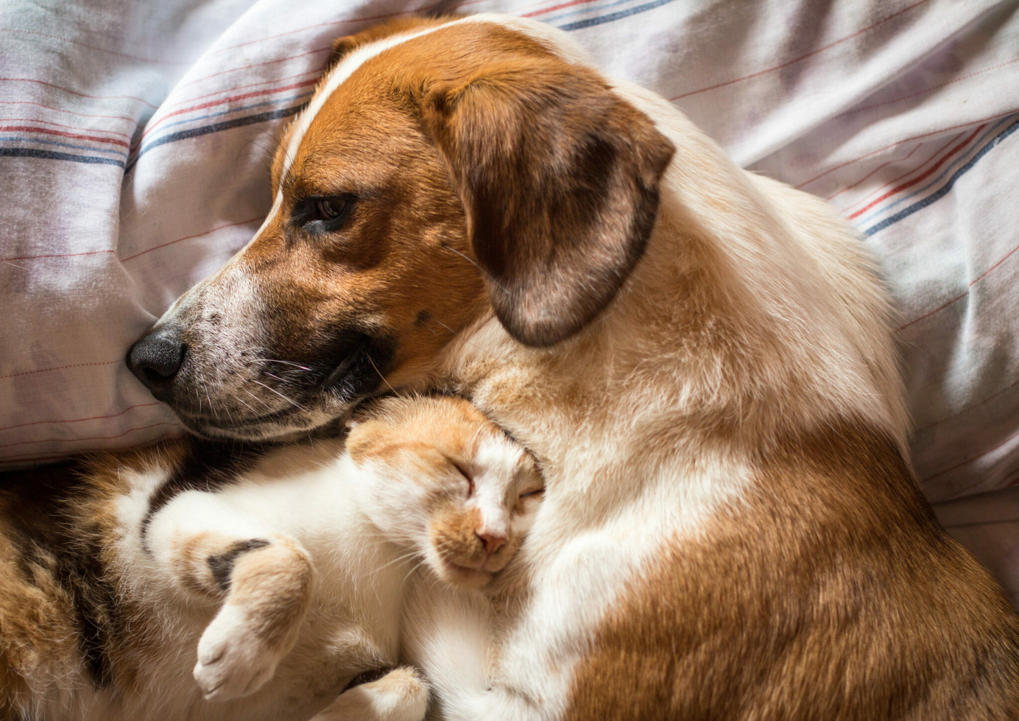 σκύλος και γάτα, ξαπλωμένοι μαζί γιατί κάνει κρύο
