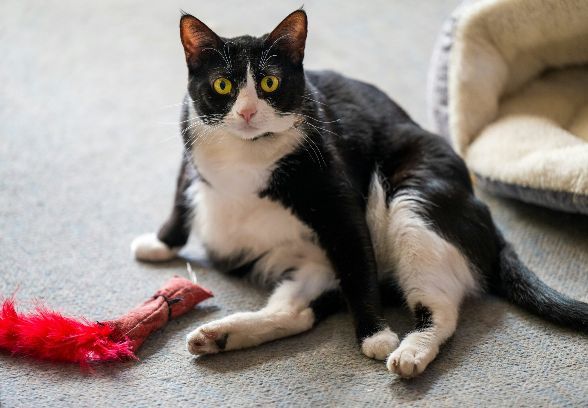 ασπρόμαυρη γάτα κάθεται δίπλα στο αγαπημένο της κόκκινο παιχνίδι