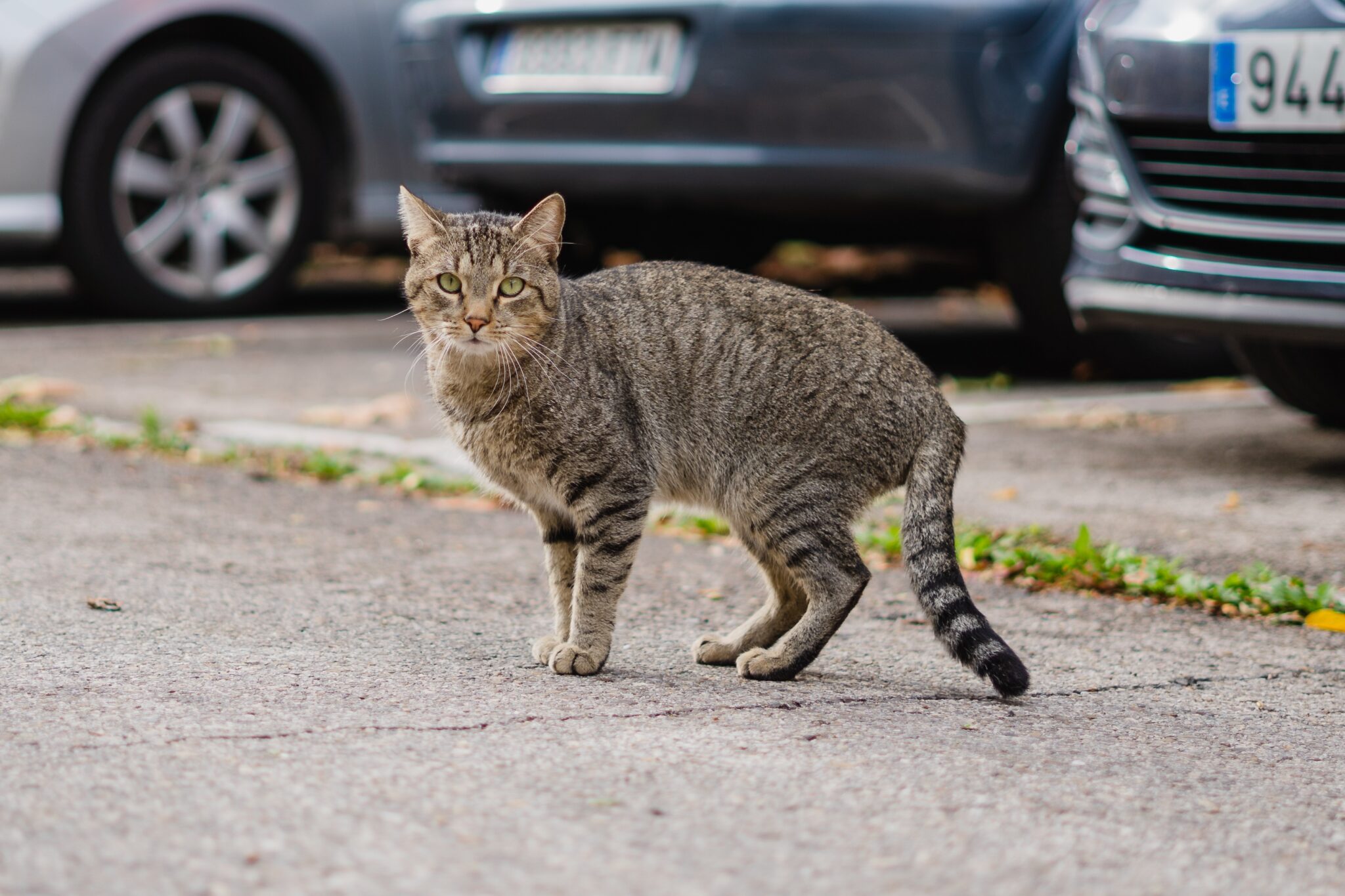 γάτα δίπλα σε αυτοκίνητο