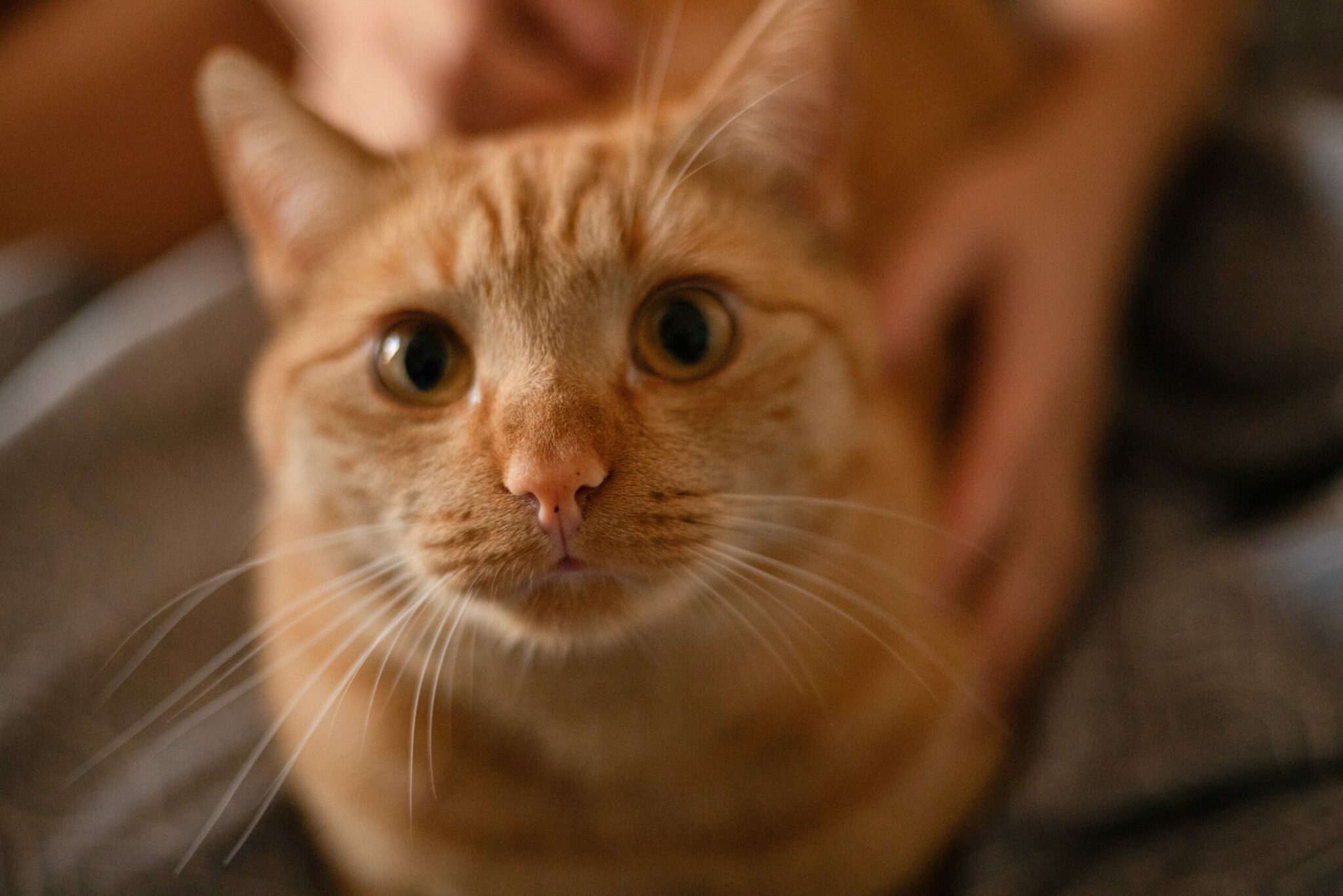 πορτοκαλί γάτα