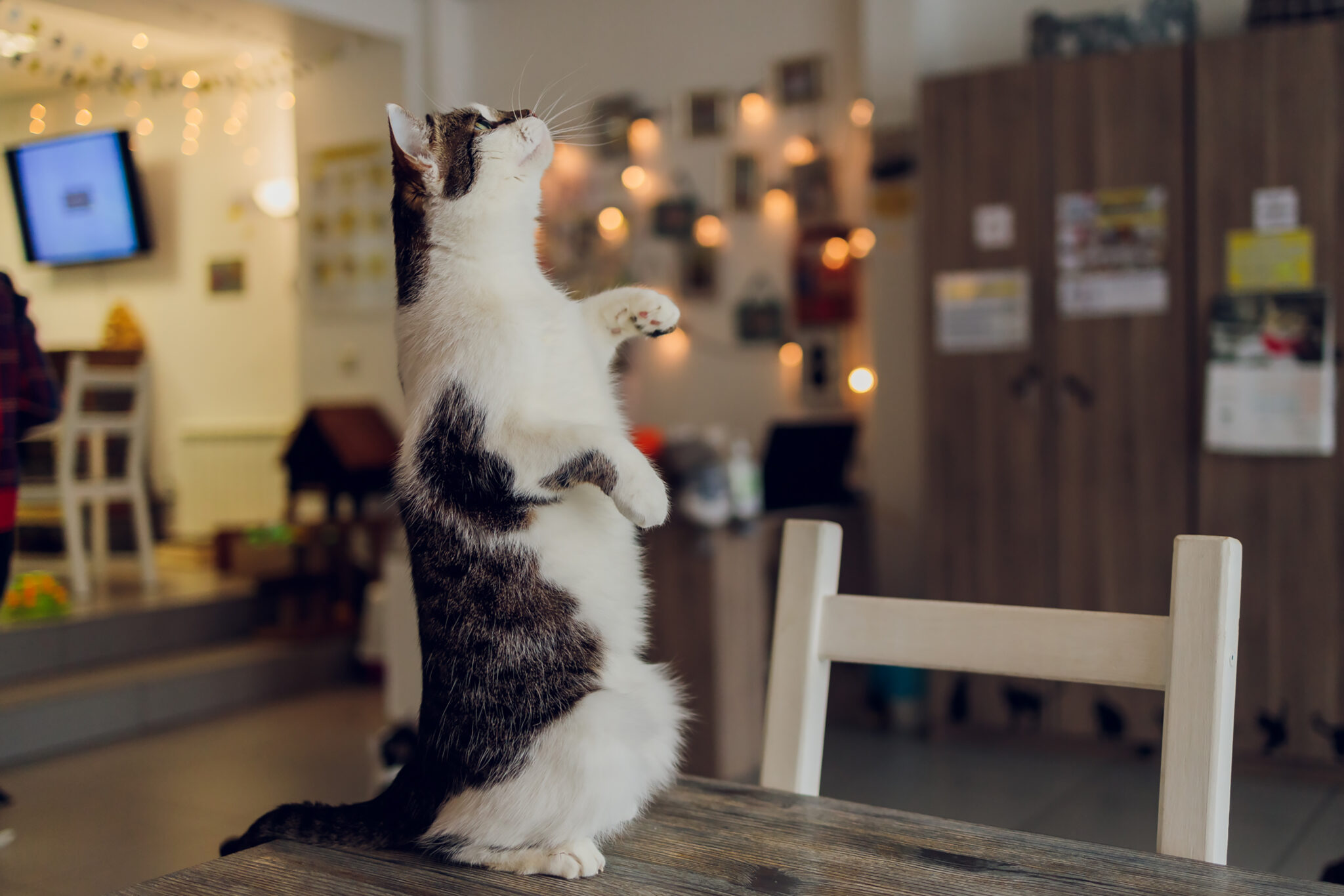 ασπρόμαυρη γάτα στέκεται στα πίσω της πόδια