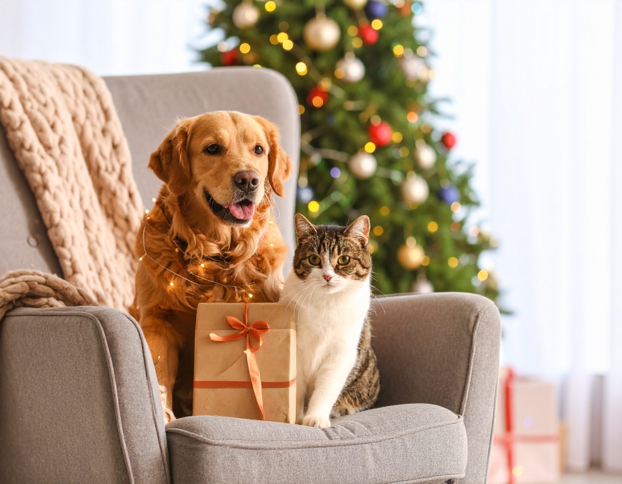 χριστουγεννιάτικα παιχνίδια για σκύλο και γάτα
