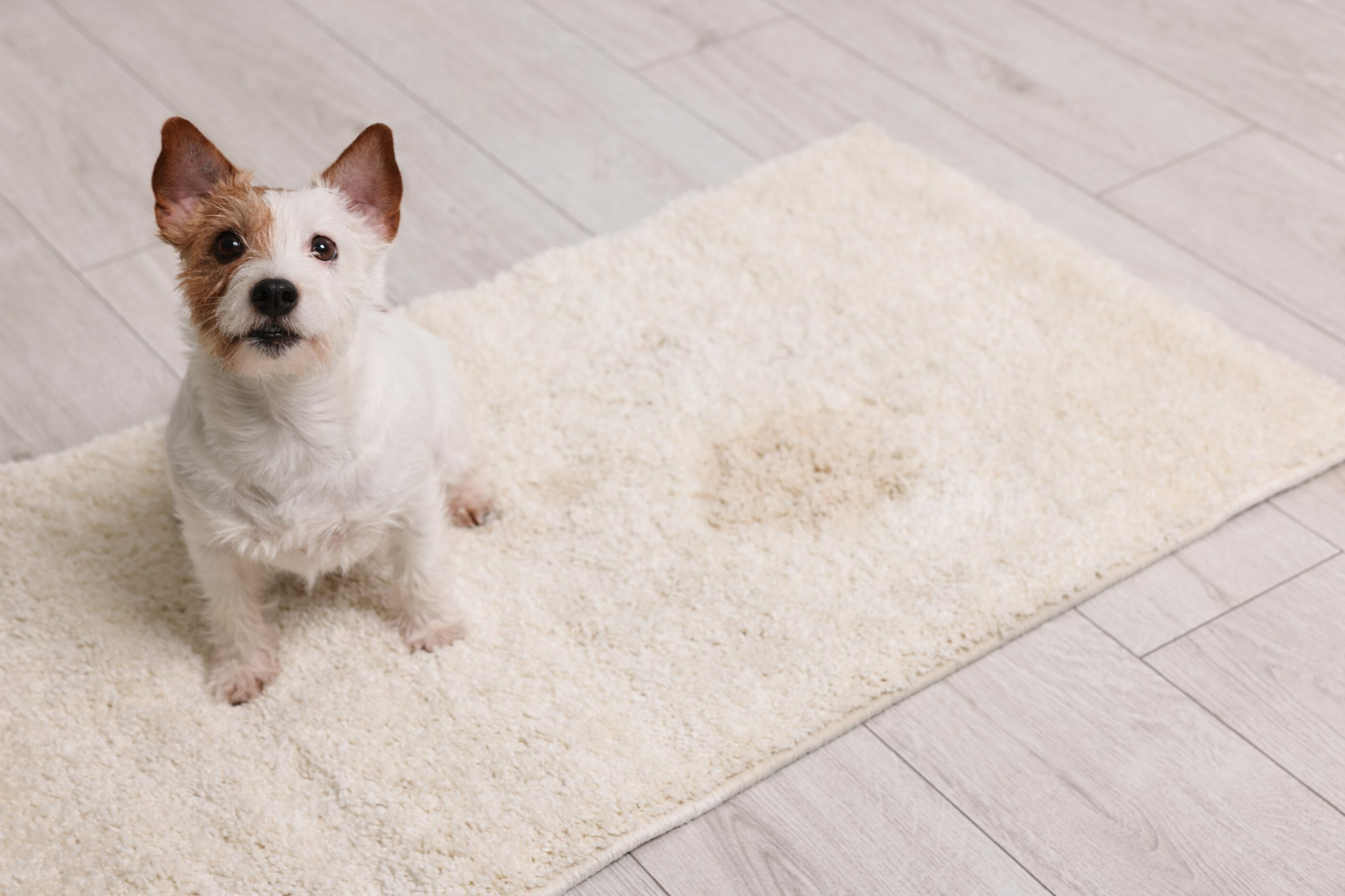 Dog Pees On Carpet