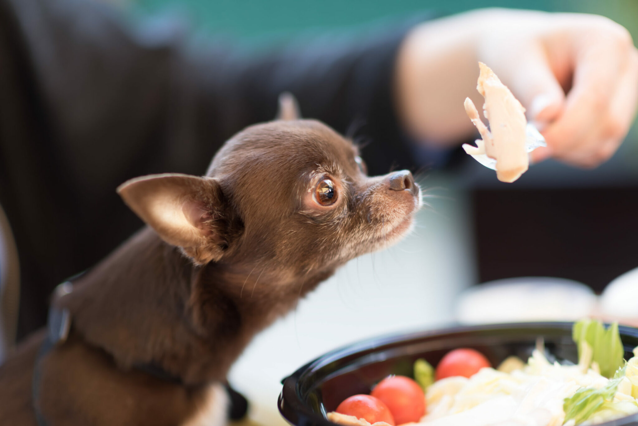σκύλος μυρίζει μαγειρεμένο κρέας