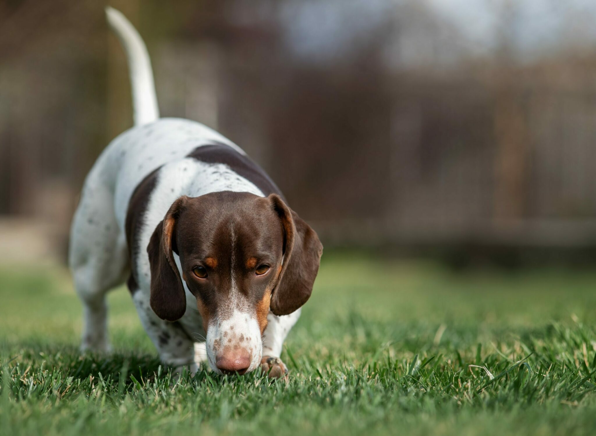 σκύλος μυρίζει το γρασίδι