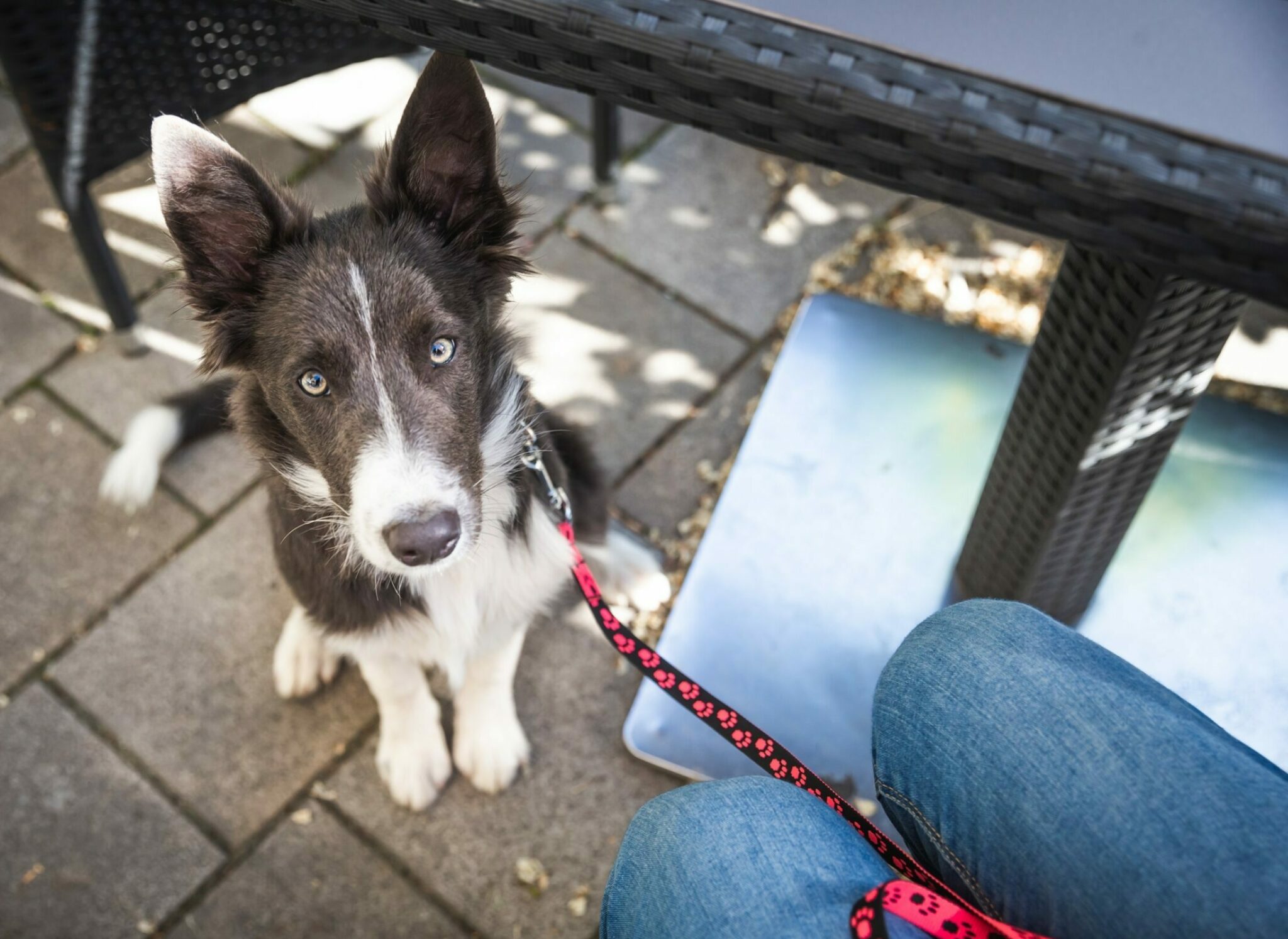 ασπρόμαυρος σκύλος κάθεται