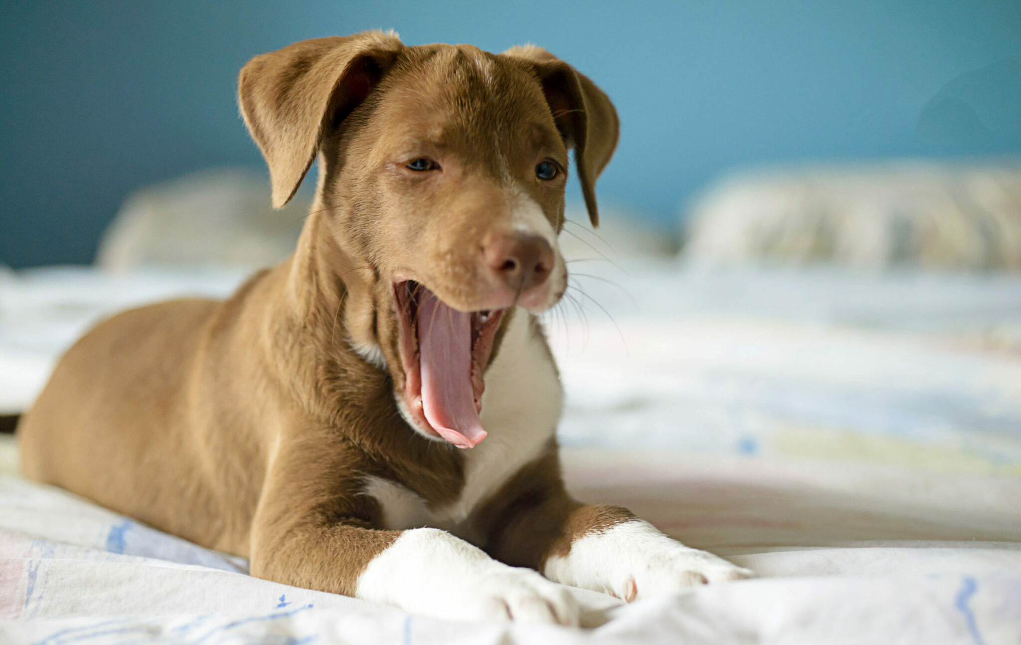 καφέ σκύλος χασμουριέται