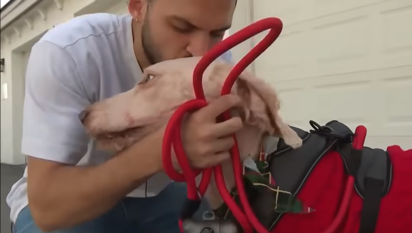 σκύλος και άντρας