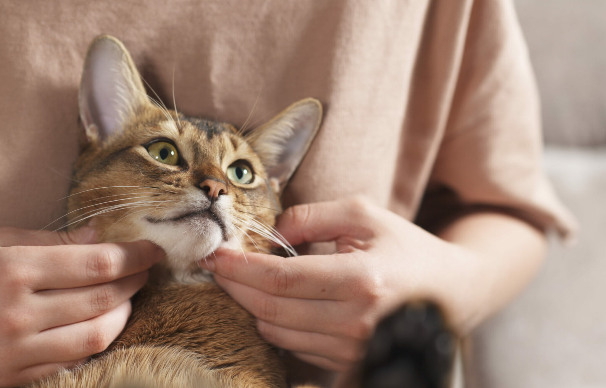γυναίκα χαϊδεύει τα μάγουλα και το πηγούνι της γάτας της