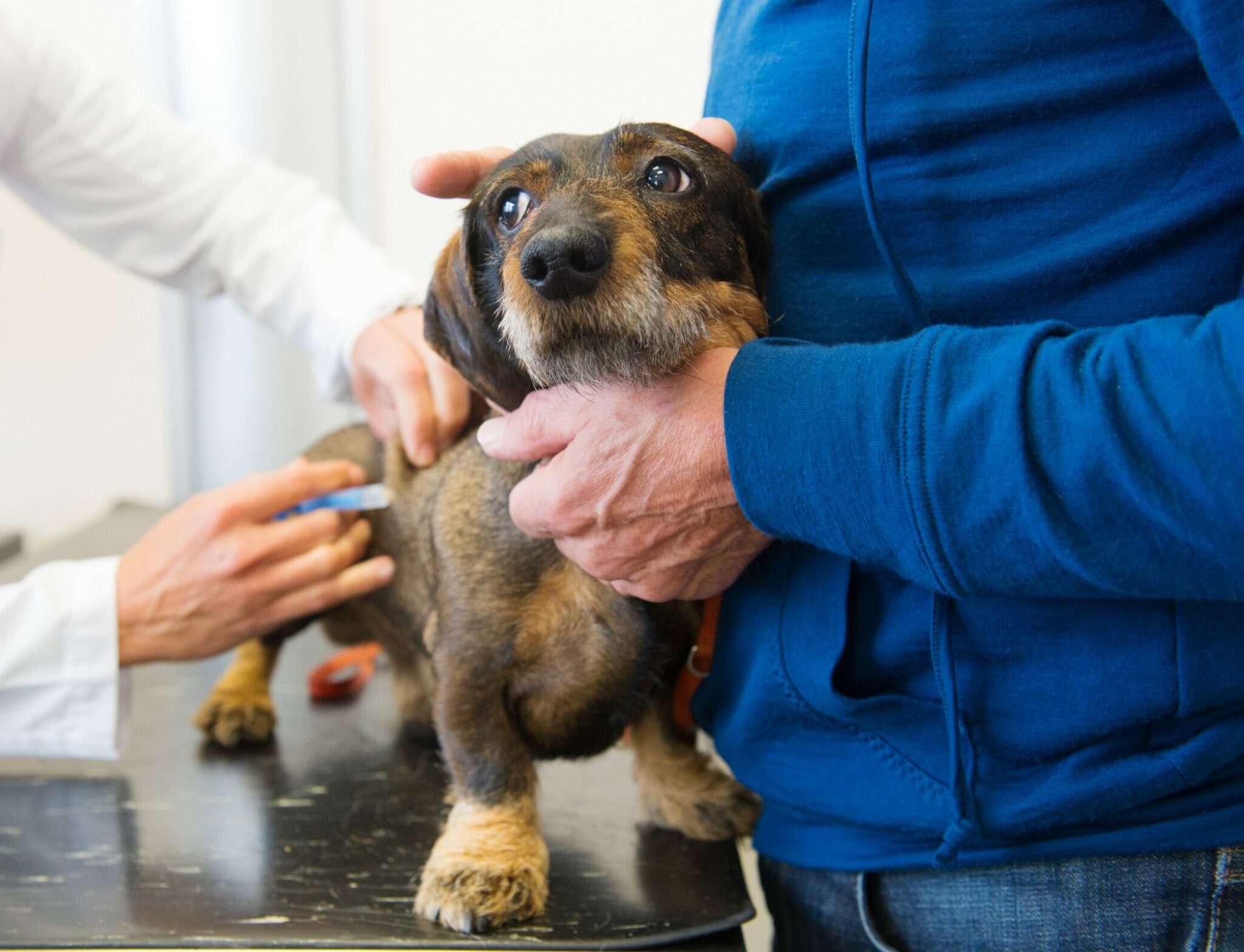 σκύλος και κτηνίατρος