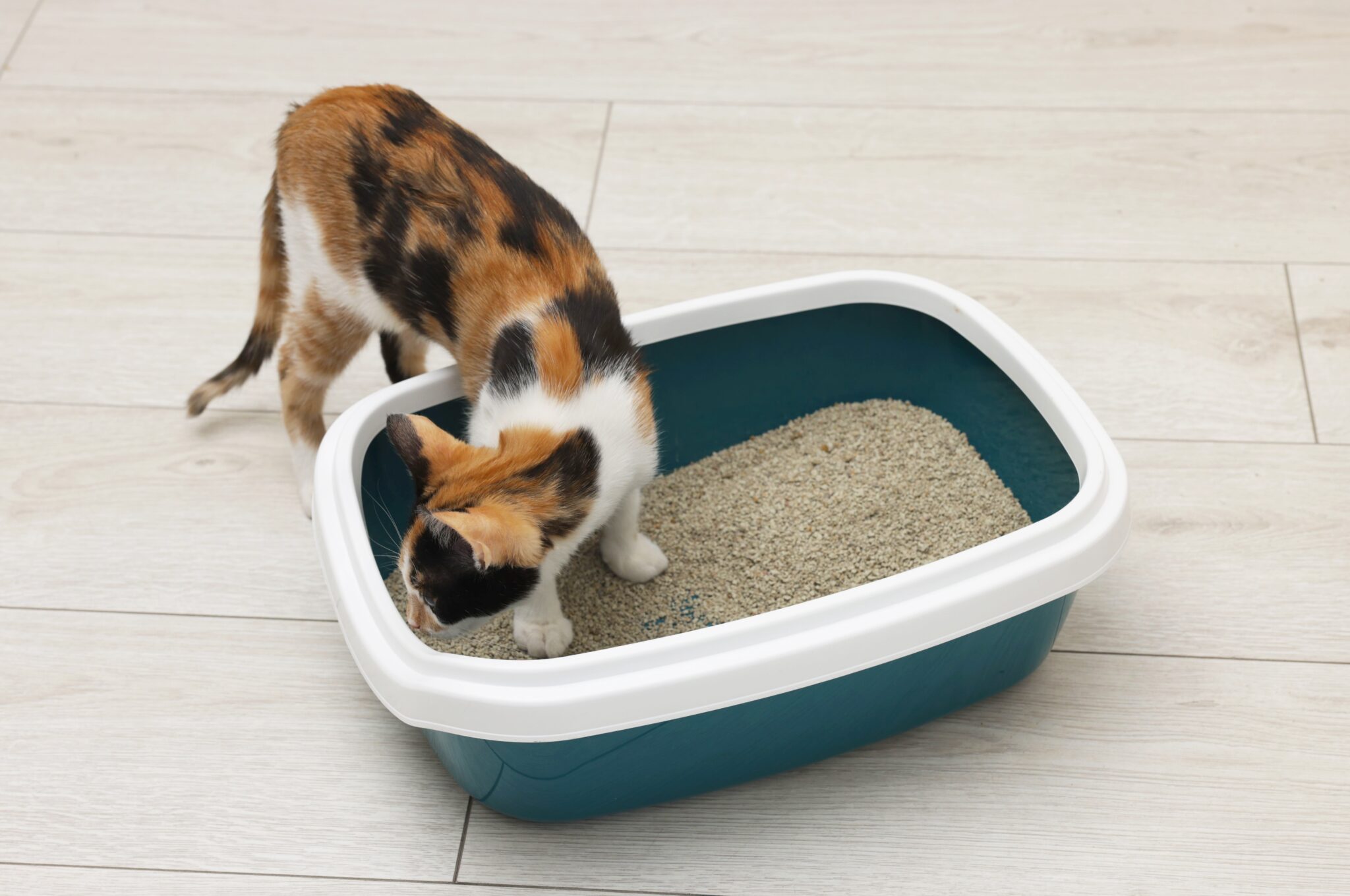 γάτα κρύβει τα περιττώματά της